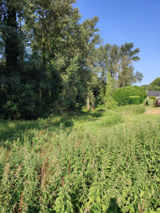 Photo de galerie - <AVANT> Débroussaillage 1300m2