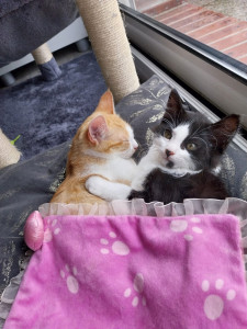 Photo de galerie - Voici Roucky et Chipette !Issus de la même fratrie, ils sont inséparables ! J’ai donc choisi de les garder tous les deux pour éviter de les séparer pendant l’absence de leur maître.