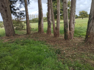 Photo de galerie - Tonte de pelouse - Débroussaillage