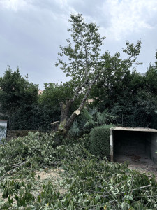Photo de galerie - Elagage et coupe d'arbres