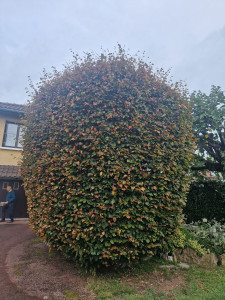 Photo de galerie - Paysagiste - Aménagement du jardin