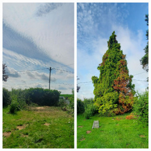 Photo de galerie - Abattage arbre 