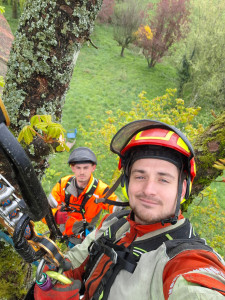 Photo de galerie - Élagage d’un marronnier centenaire en binôme, intervention maîtrisée en hauteur pour un travail précis et sécurisé.