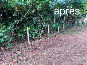 Photo de galerie - Rabattage d'une haie de lauriers envahissante 