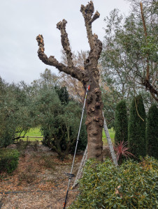 Photo de galerie - Elagage et coupe d'arbres