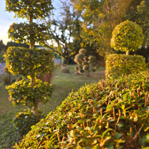 Photo de galerie - Taille d’entretien et formation en topiaire