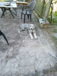 Photo de galerie - Garde chien