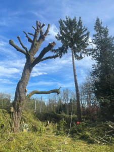Photo de galerie - Taille d’un saule 