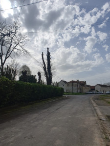 Photo de galerie - Elagage et coupe d'arbres