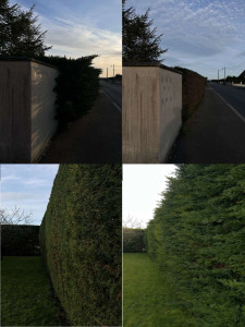 Photo de galerie - Taille de haies et d'arbustes