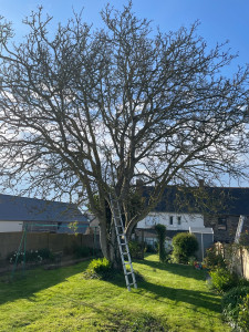Photo de galerie - Abattage de l’arbre.