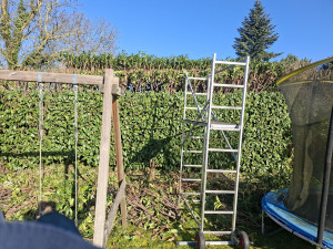 Photo de galerie - Taille de haies de lauriers.

