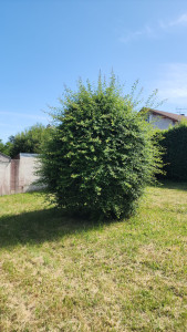 Photo de galerie - Paysagiste - Aménagement du jardin