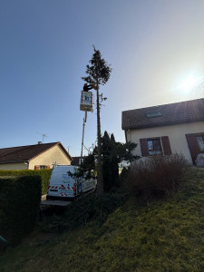 Photo de galerie - Elagage et coupe d'arbres