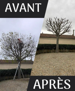 Photo de galerie - Taille de haies et d'arbustes