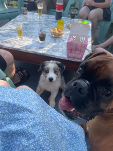 Photo de galerie - Athéna et son copain Viking :)