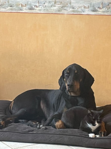 Photo de galerie - Je suis passionnée par les animaux 