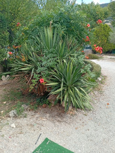 Photo de galerie - Elagage et coupe d'arbres
