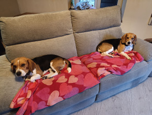 Photo de galerie - Garde de 2 beagles 4 jours 