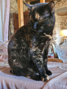 Photo de galerie - Cat sitting de Marmelade