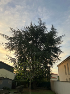 Photo de galerie - Avant: Diminution du volume et taille du bois mort 