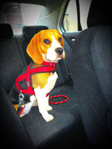 Photo de galerie - Vany garde de l'été 2024