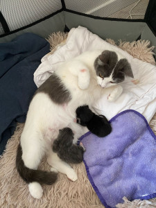 Photo de galerie - Mise bas chatte