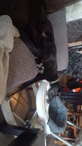 Photo de galerie - Mon chien 