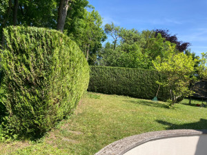 Photo de galerie - Taillage thuya