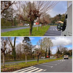 Photo de galerie - Elagage et coupe d'arbres