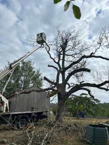 Photo de galerie - Abbatage d’un noyer à risque 