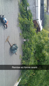 Photo de galerie - Taillage d'une glycine avant