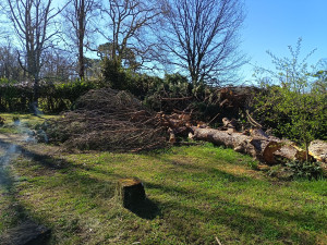 Photo de galerie - à votre service pour évacuation d'arbres et gros tas de branches gênant et encombrants travail sérieux et soigné intervention rapide avec l'aide d'un camion grue n'hésitez pas à me contacter pour tout renseignement merci.