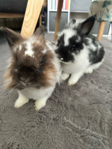 Photo de galerie - Garde animaux