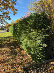 Photo de galerie - Avant travail