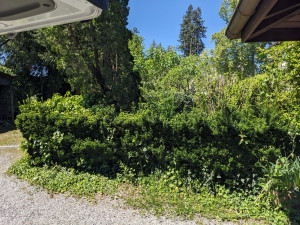 Photo de galerie - Taille de haies et d'arbustes