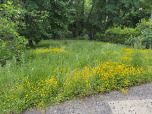 Photo de galerie - Tonte de pelouse - Débroussaillage