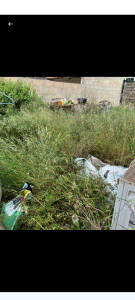 Photo de galerie - Tonte de pelouse - Débroussaillage