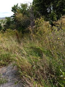 Photo de galerie - Herbe très haute 