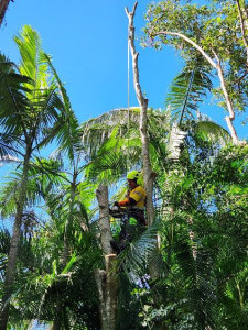 Photo de galerie - Elagage et coupe d'arbres