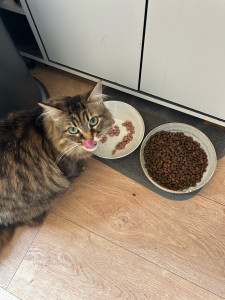 Photo de galerie - Chatouille, une jeune chatte gardé à son domicile, 1 visite par jour !! Nourrissage, caresse !! Pour rendre service à une amie :) 
