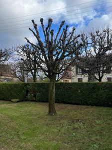 Photo de galerie - Élagage après soufflage des feuilles