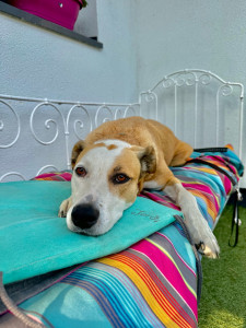 Photo de galerie - Garde chien