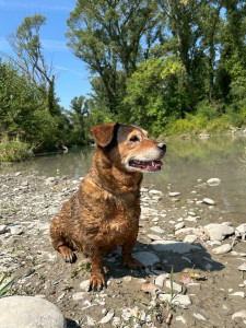 Photo de galerie - Je peux m’occuper de votre animal pendant votre absence ! il y’a des chiens et des chats à la maison… donc un toutou qui est sociable ? 