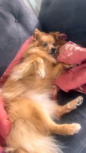 Photo de galerie - Garde de Chachou 