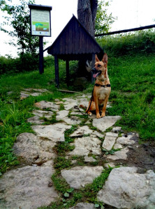 Photo de galerie - Garde/promenade chien à votre domicile 