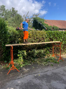 Photo de galerie - Taille de haies et d'arbustes