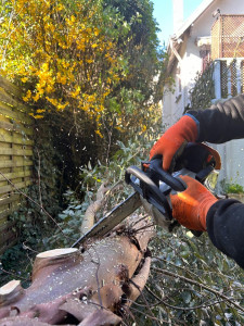 Photo de galerie - Petit élagage 