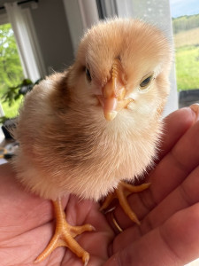 Photo de galerie - Petit poussin 