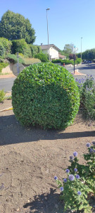 Photo de galerie - Taille de laurier en boule